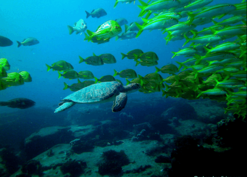 La Paz: Scuba Diving at El Bajo, Marisla Sea Mount - Key Points