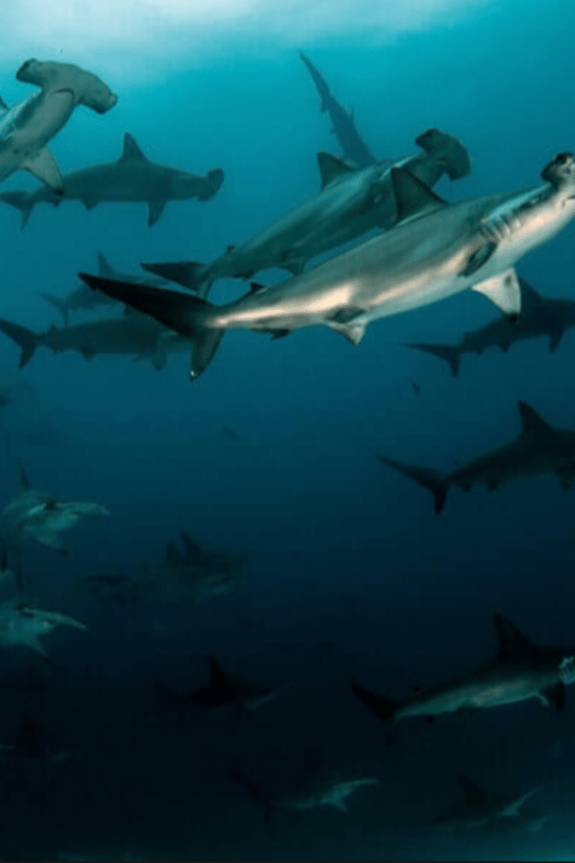 La Paz: Scuba Diving at El Bajo, Marisla Sea Mount - Dive Experience