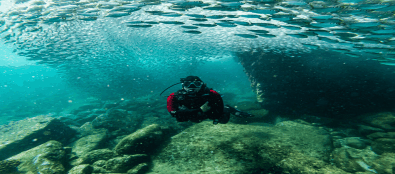 La Paz: Scuba Diving at Los Islotes - Key Points