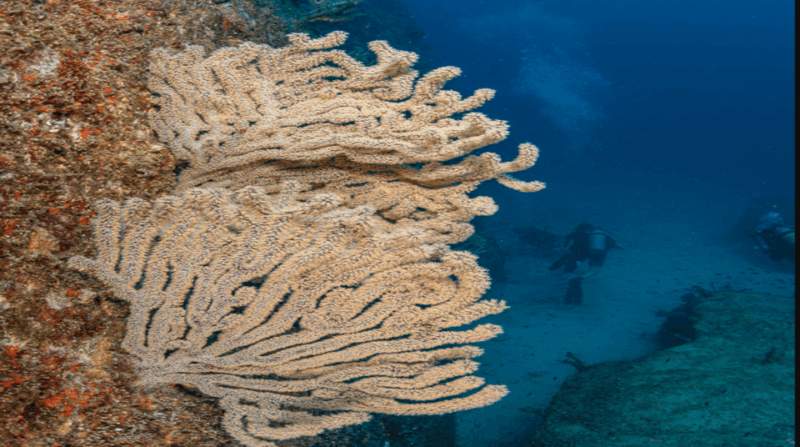 La Paz: Scuba Diving at Los Islotes - Guided Tour Details