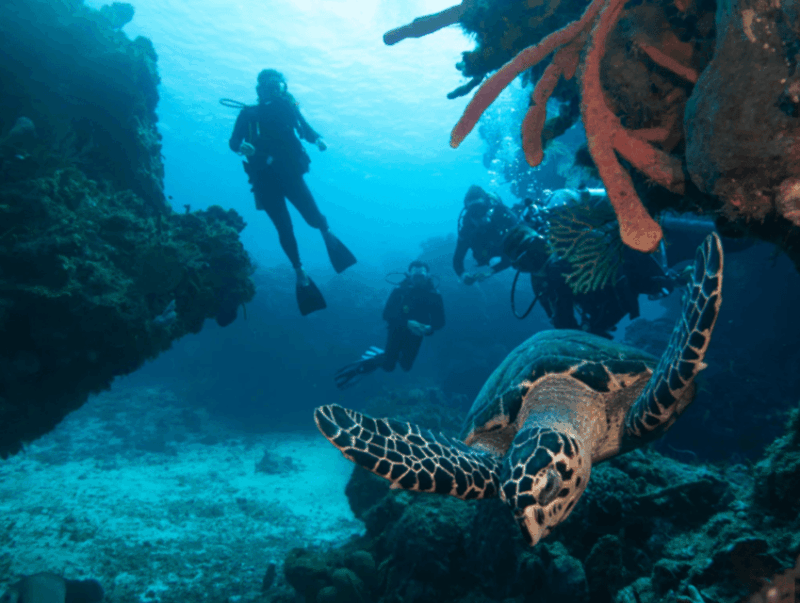 La Paz: Scuba Diving - La Reyna Dive Site - Dive Experience