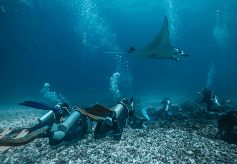 La Paz: Scuba Diving - La Reyna Dive Site - Marine Life and Environment