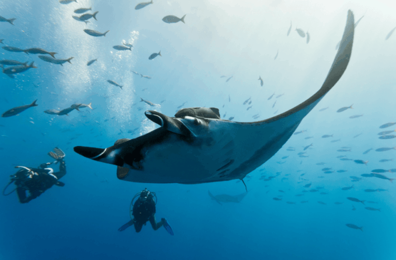 La Paz: Scuba Diving - La Reyna Dive Site - Dive Logistics