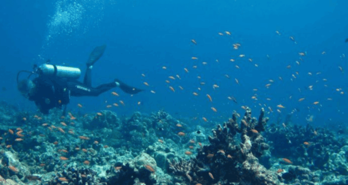 La Paz: Scuba Diving - La Reyna Dive Site - Frequently Asked Questions