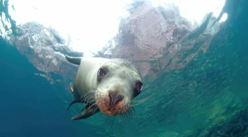 La Paz: Sea Lion Snorkeling at Espirtu Santo Island - Key Points