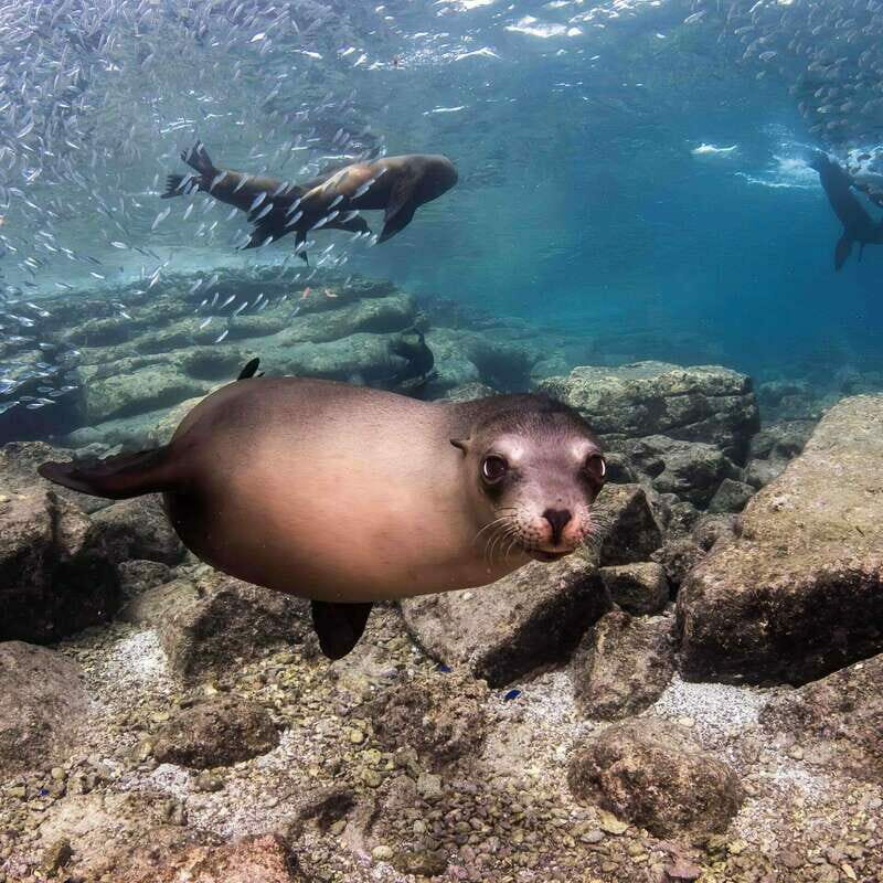 La Paz: Sea Lion Snorkeling at Espirtu Santo Island - An Up-Close Look at the Tour