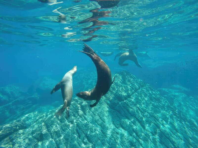 La Paz: Sea Lion Snorkeling at Espirtu Santo Island - The Experience from a Travelers Perspective