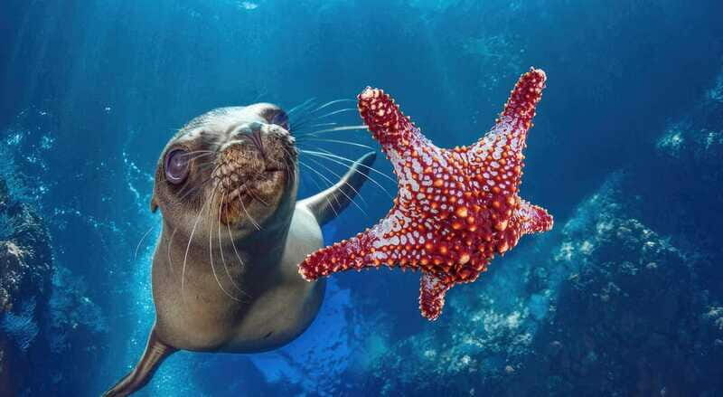 La Paz: Sea Lion Snorkeling at Espirtu Santo Island - The Logistic Details