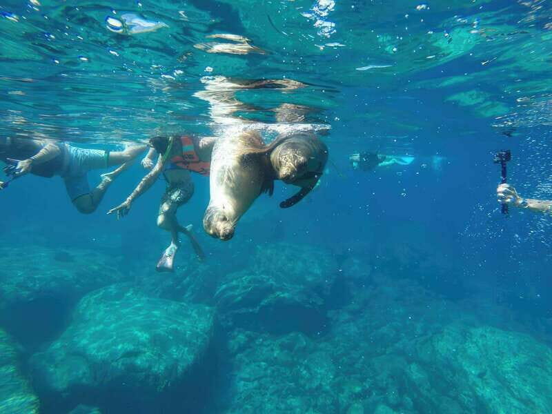 La Paz: Sea Lion Snorkeling at Espirtu Santo Island - FAQ