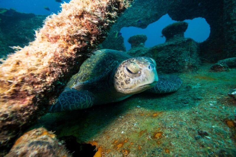 La Paz: Shipwreck Diving Experience - Safety Considerations