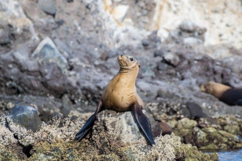La Paz: Snorkeling With Sea Lions and Balandra Beach Tour - Key Points