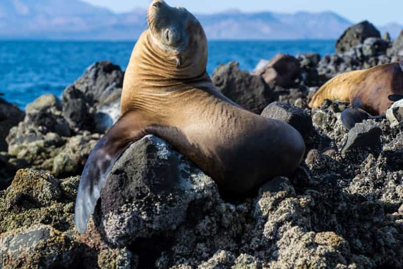 La Paz: Snorkeling With Sea Lions and Balandra Beach Tour - Itinerary Highlights