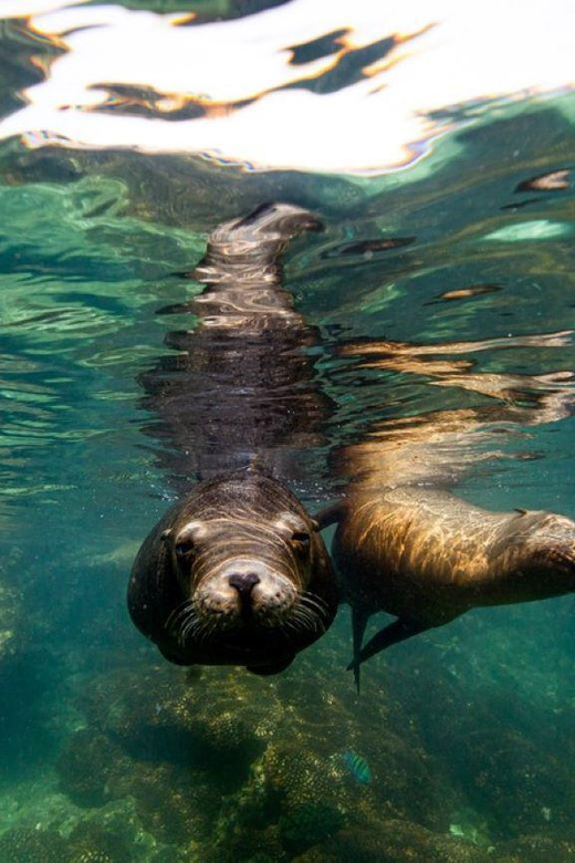 La Paz: Snorkeling With Sea Lions and Balandra Beach Tour - Snorkeling With Sea Lions