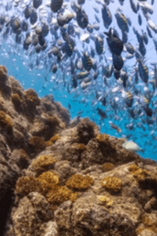 La Paz: Swanee Reef Dive Experience - Key Points