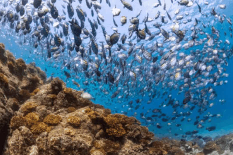 La Paz: Swanee Reef Dive Experience - Dive Highlights
