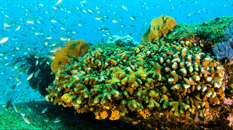 La Paz: Swanee Reef Dive Experience - Dive Details