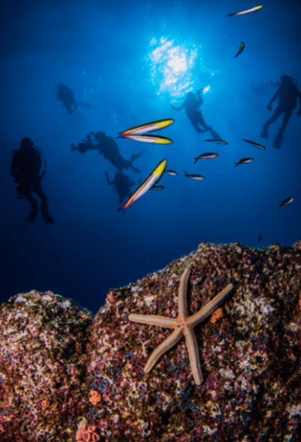 La Paz: Swanee Reef Dive Experience - Post-Dive Experience