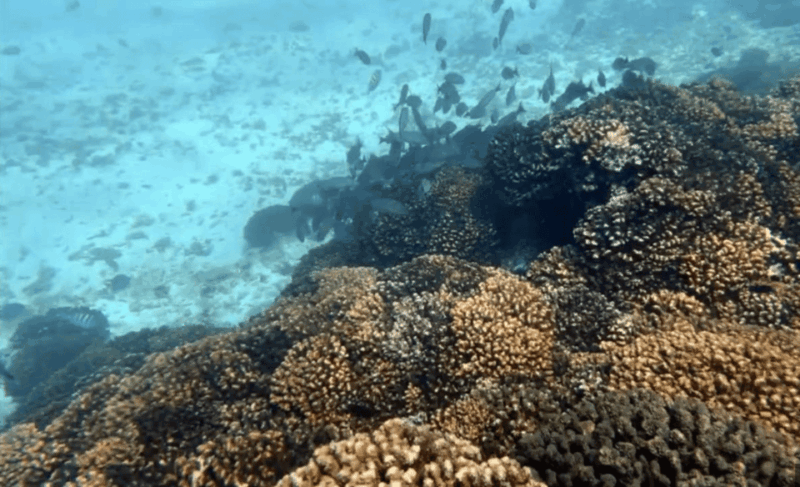 La Paz: Swanee Reef Dive Experience - Booking and Availability