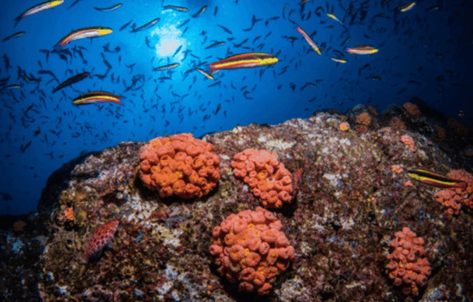 La Paz: Swanee Reef Dive Experience - Meeting Point