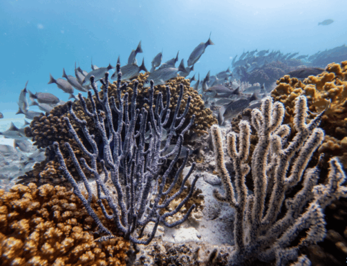 La Paz: Swanee Reef Dive Experience - Pricing and Cancellation