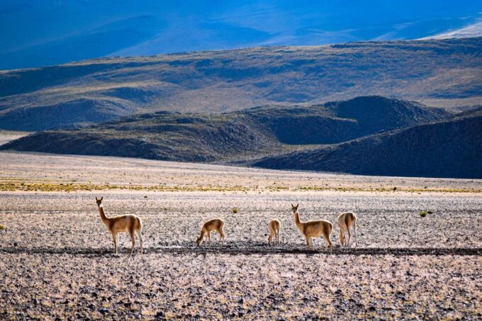 La Paz to Uyuni via Sajama National Park - Exploring Uyuni Salt Flats