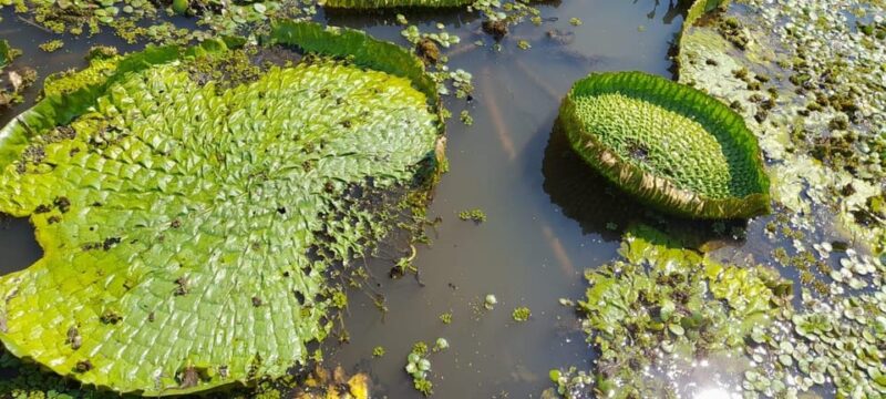LA PAZ: TOUR 3 DAYS 2 NIGHTS RURRENABAQUE_MADIDI JUNGLE - Preparation and Requirements