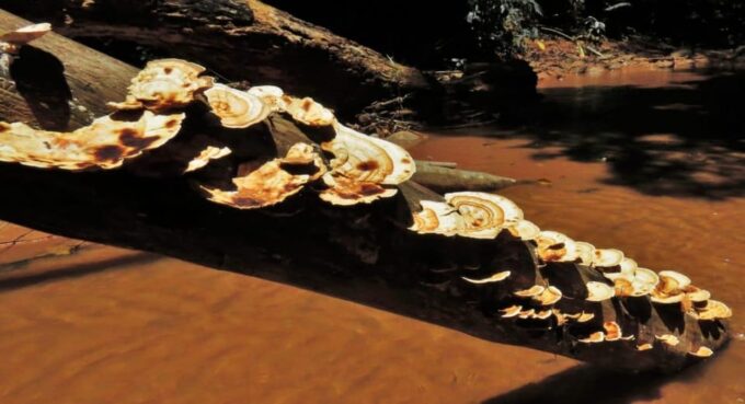 LA PAZ: TOUR 3 DAYS 2 NIGHTS RURRENABAQUE_MADIDI JUNGLE - Additional Information