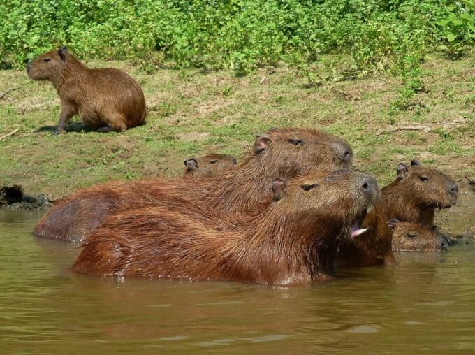 LA PAZ: TOUR 3 DAYS 2 NIGHTS RURRENABAQUE_MADIDI JUNGLE - Frequently Asked Questions
