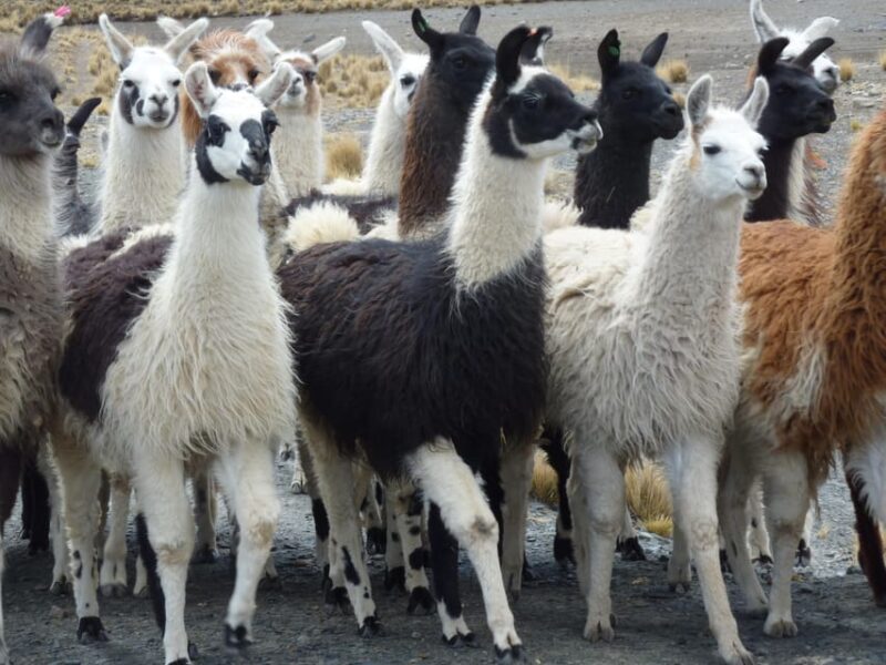 La Paz Tour: Condoriri - Pico Austria - Huayna Potosi 5 DAYS - Included Services