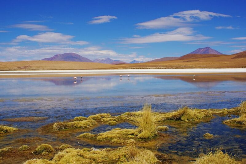 La Paz: Uyuni Salt Flat and Incahuasi Island |5 Days| by Bus - Day 3: National Reserve and Overnight