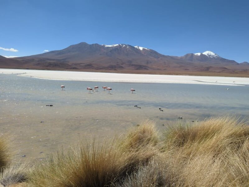 La Paz: Uyuni Salt Flats and Incahuasi Island 5 Days by Bus - Key Points