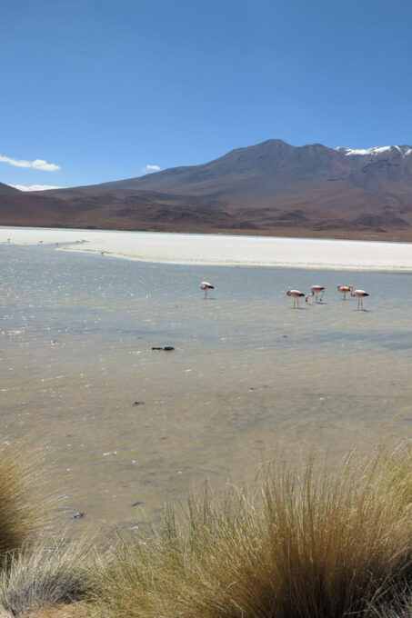 La Paz: Uyuni Salt Flats and Incahuasi Island 5 Days by Bus - Inclusions
