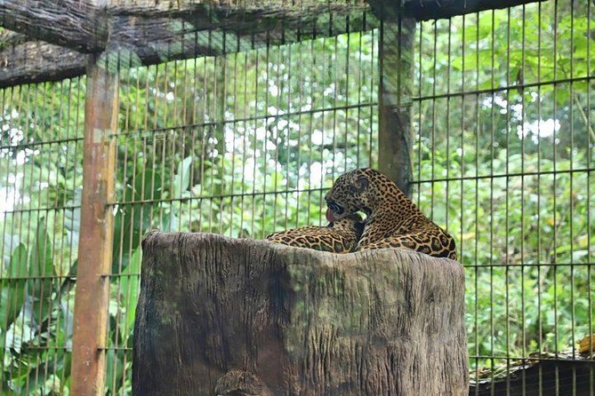 La Paz Waterfall Gardens From San José - Experiencing the Diverse Wildlife
