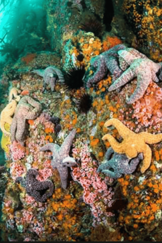La Paz: Whale Island Dive Site - Key Points