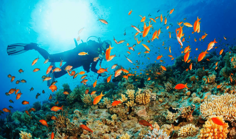 La Paz: Whale Island Dive Site - Dive Experience
