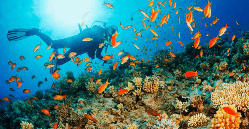 La Paz: Whale Island Dive Site - Dive Logistics