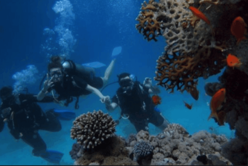 La Paz: Whale Island Dive Site - Additional Services
