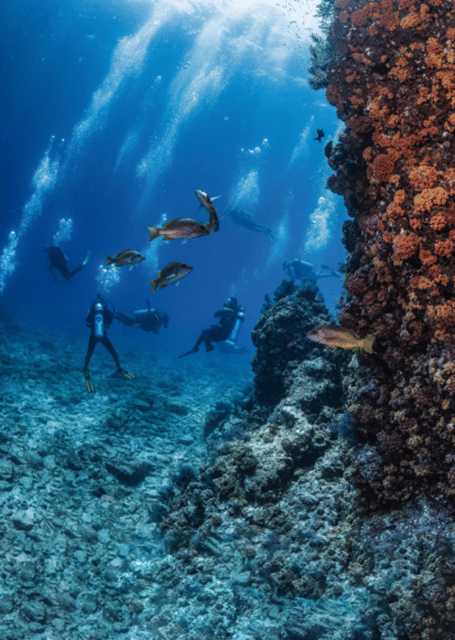 La Paz: Whale Island Dive Site - Marine Life Encounters