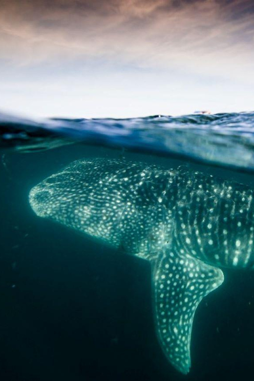 La Paz: Whale Shark Snorkeling Tour - Experience Highlights