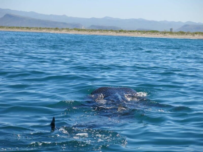 La Paz: Whale Shark Snorkeling Tour - Meeting Point and Logistics