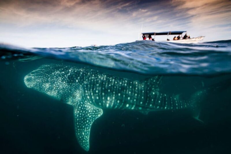 La Paz: Whale Shark Snorkeling Tour - Cancellation Policy
