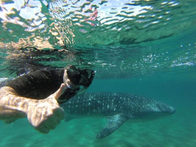 La Paz: Whale Shark Snorkeling Tour - Reserve Now, Pay Later