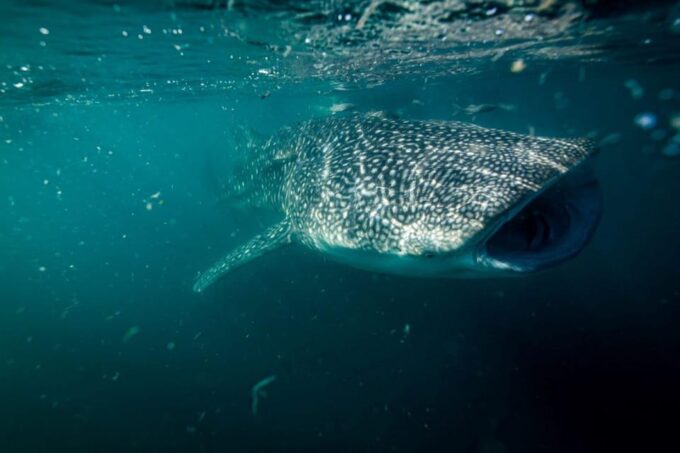 La Paz: Whale Shark Snorkeling Tour - Whale Shark Conservation