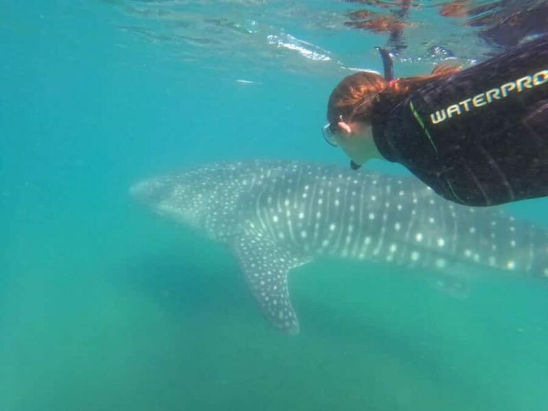 La Paz: Whale Shark Swimming Adventure with Marine Biologist - An Introduction to the Experience