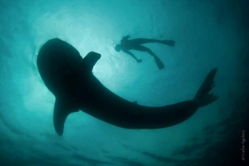 La Paz: Whale Shark Swimming Adventure with Marine Biologist - Deep Dive into the Itinerary