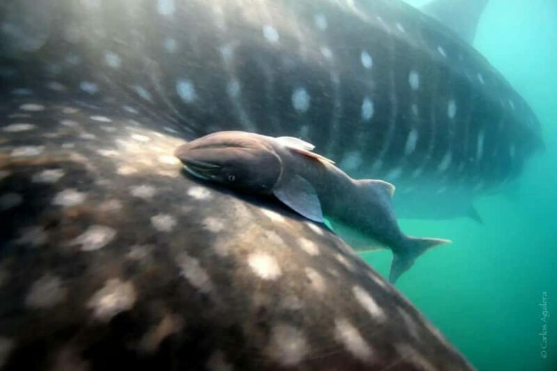 La Paz: Whale Shark Swimming Adventure with Marine Biologist - The Experience and Guides