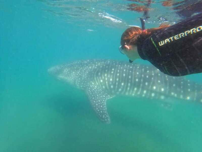 La Paz: Whale Shark Swimming Adventure with Marine Biologist - Pricing and Value