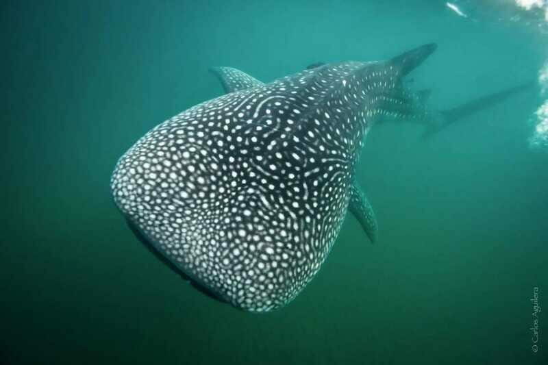 La Paz: Whale Shark Swimming Adventure with Marine Biologist - The Sum Up