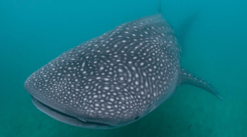 La Paz: Whale Sharks Snorkeling Tour - Key Points