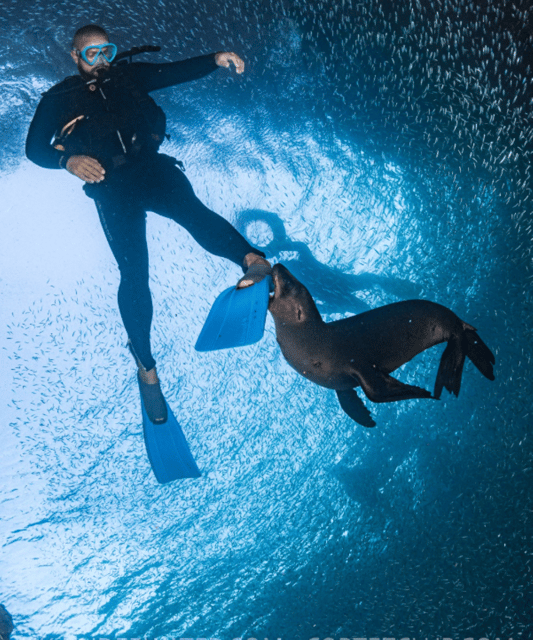 La Paz: Whale Sharks Snorkeling Tour - Experience Highlights